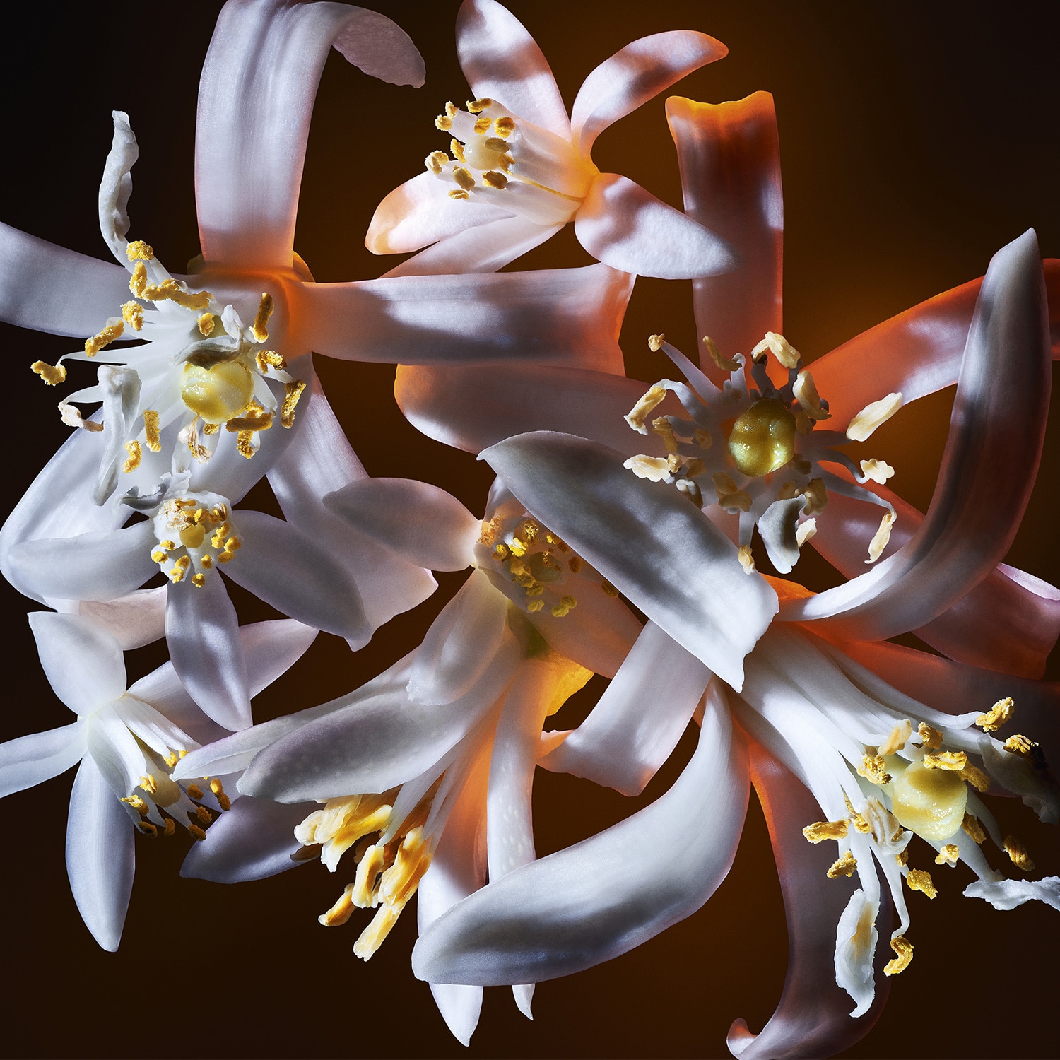 FRAGANCIA DE YVES SAINT LAURENT LIBRE EDP FLOWERS AND FLAMES